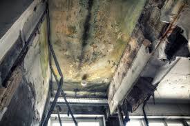 Best Attic Mold Removal  in Ithaca, NY